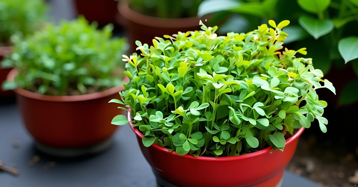 Fenugreek Seeds for Planting Methi Bhaji Menthi Kura Vendayakeerai Uluva Vegetable Seed for Home Garden, Terrace &amp; Balcony Gardening SRI SAI FORESTRY