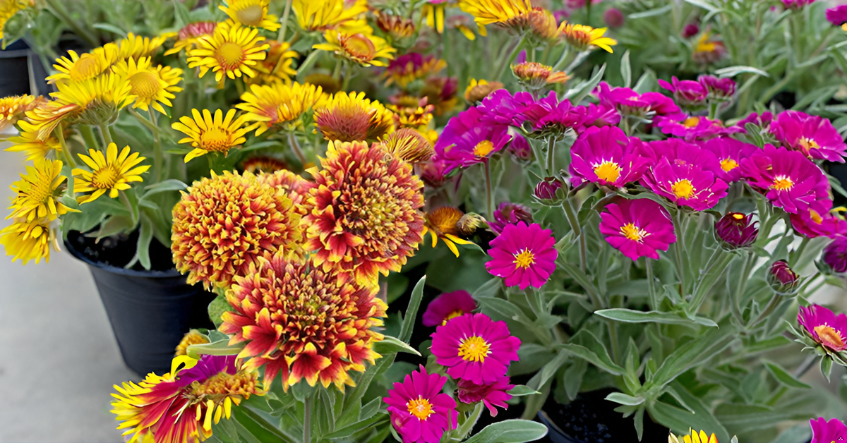 Gaillardia Pulchella Seeds – Bright & Hardy Blooms for Garden, Balcony & Landscape SRI SAI FORESTRY