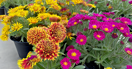 Gaillardia Pulchella Seeds – Bright & Hardy Blooms for Garden, Balcony & Landscape SRI SAI FORESTRY
