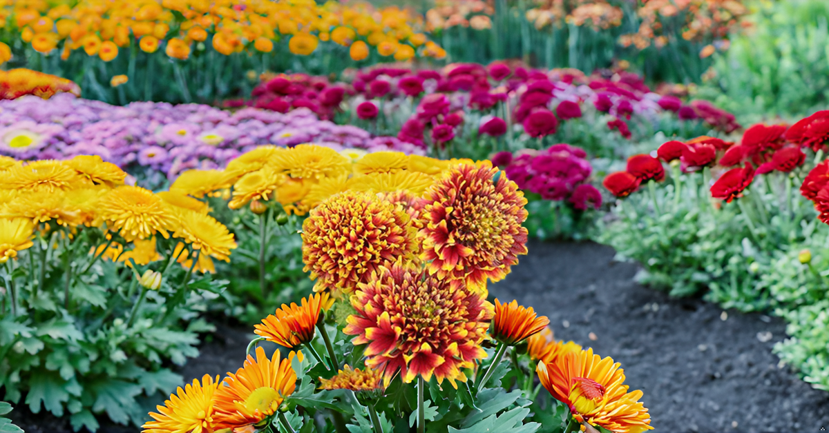 Gaillardia Pulchella Seeds – Bright & Hardy Blooms for Garden, Balcony & Landscape SRI SAI FORESTRY
