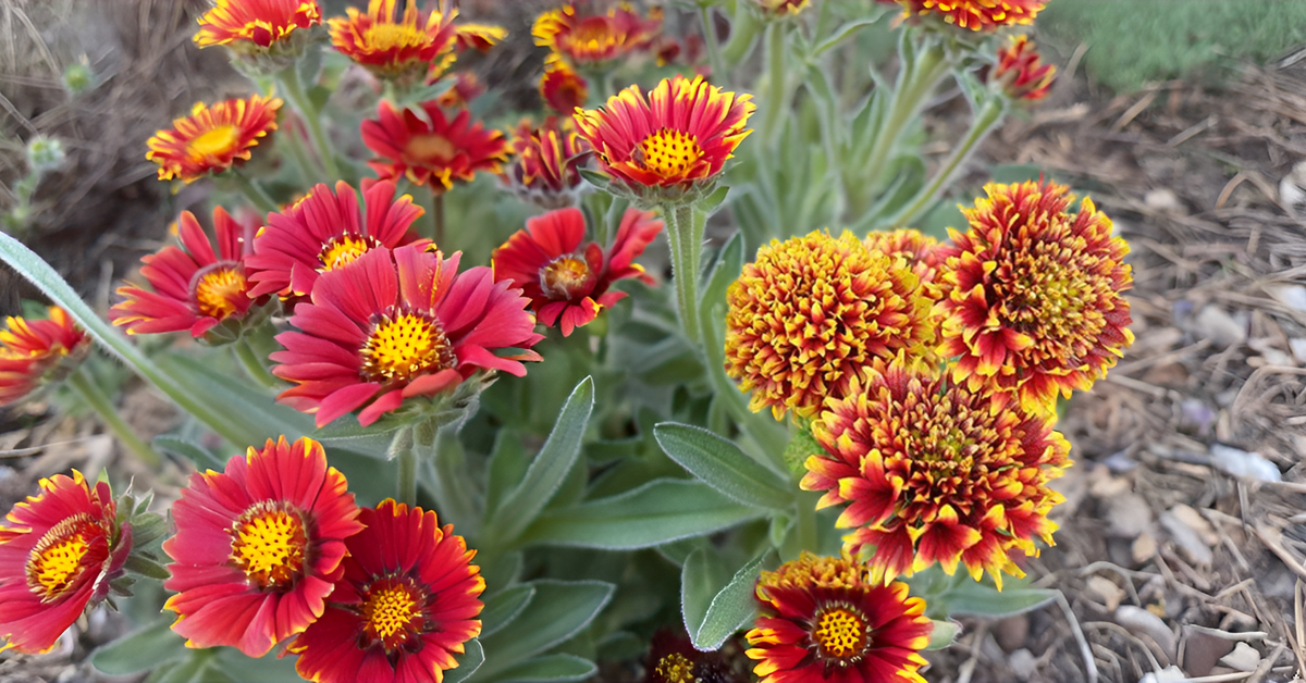 Gaillardia Pulchella Seeds – Bright & Hardy Blooms for Garden, Balcony & Landscape SRI SAI FORESTRY