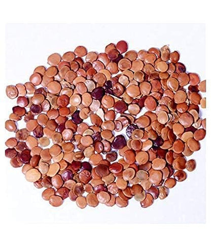 Gliricidia Sepium Seeds For Green Manure and Live Fencing SRI SAI FORESTRY