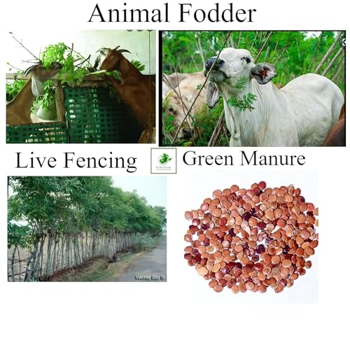 Gliricidia Sepium Seeds For Green Manure and Live Fencing SRI SAI FORESTRY