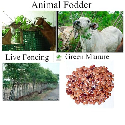Gliricidia Sepium Seeds For Green Manure and Live Fencing SRI SAI FORESTRY