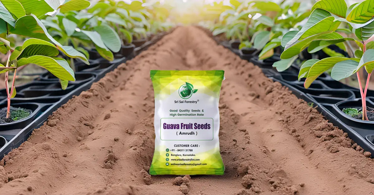 Guava Tree Seeds for Planting SRI SAI FORESTRY