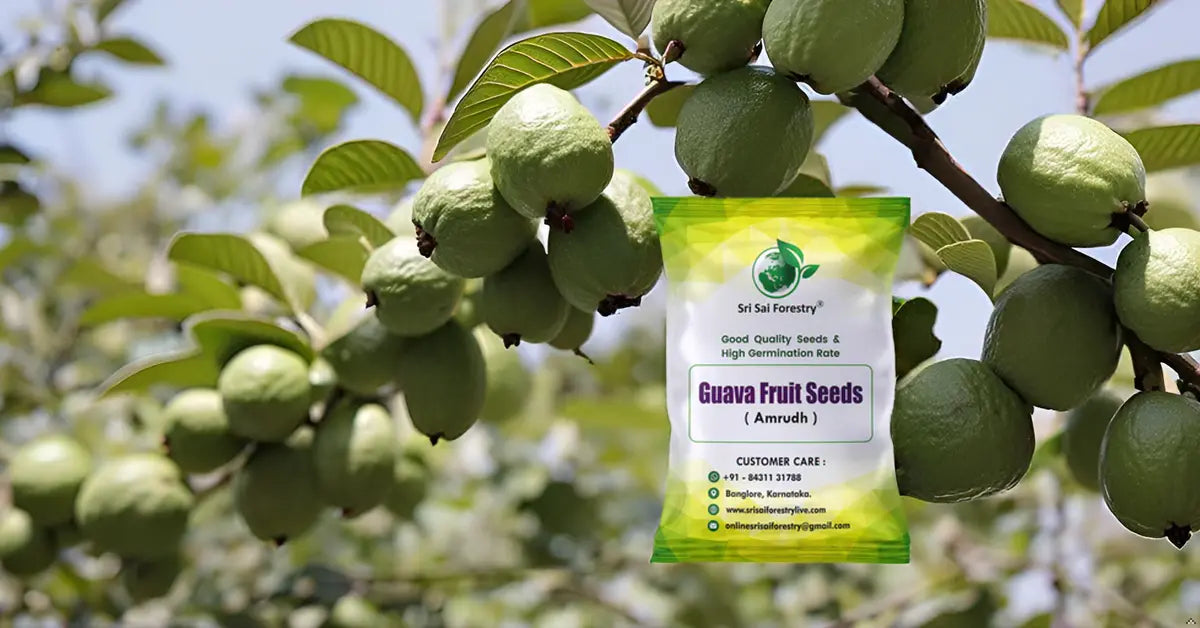 Guava Tree Seeds for Planting SRI SAI FORESTRY