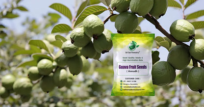 Guava Tree Seeds for Planting SRI SAI FORESTRY