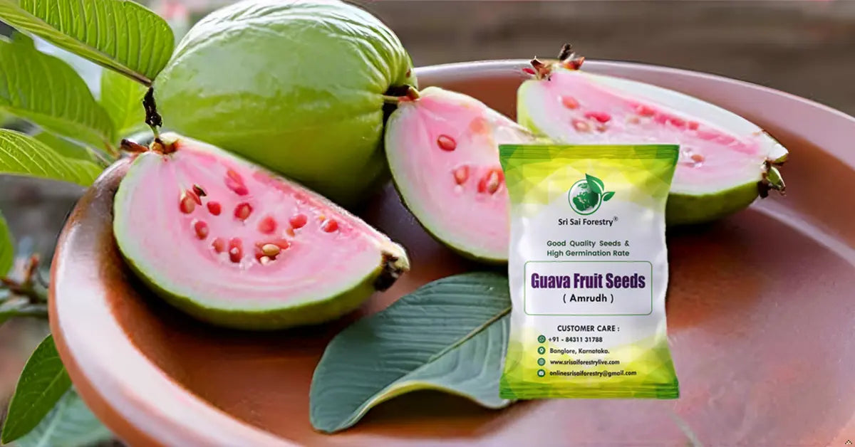 Guava Tree Seeds for Planting SRI SAI FORESTRY