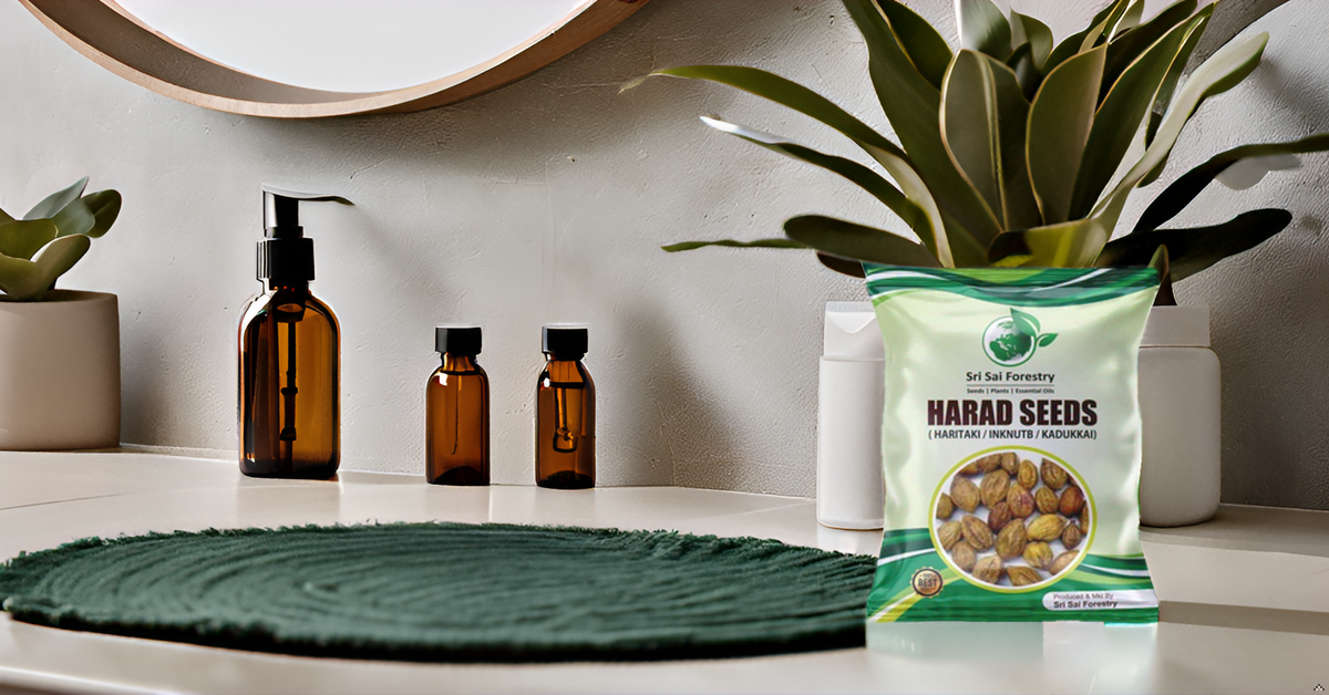 Organic Badi Harad Seeds (Haritaki | Kadukkai | Karakkaya | Terminalia Chebula | Ink Nut Seeds SRI SAI FORESTRY