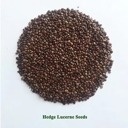 Hedge Lucerne Grass Seeds, Velimasal, Desmanthus, Dasrath Grass Seed, Animal Fodder Seeds SRI SAI FORESTRY