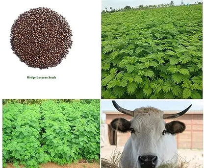 Hedge Lucerne Grass Seeds, Velimasal, Desmanthus, Dasrath Grass Seed, Animal Fodder Seeds SRI SAI FORESTRY