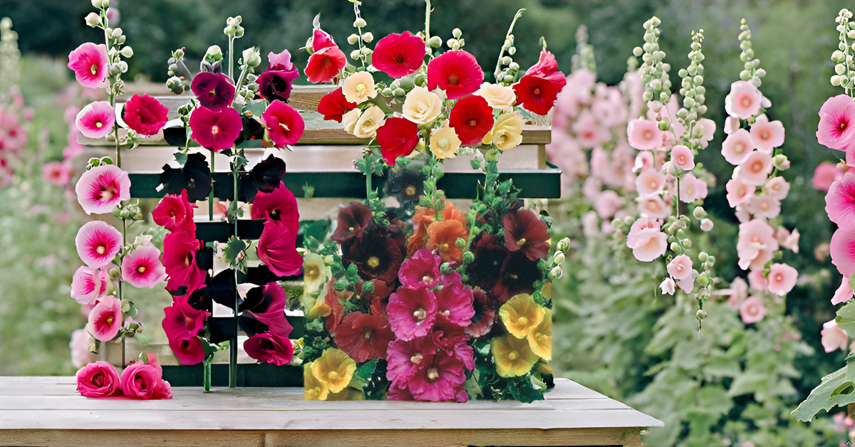 Hollyhock Flower Seeds – Mixed Color Blooms for Your Home Garden, Terrace & Balcony SRI SAI FORESTRY