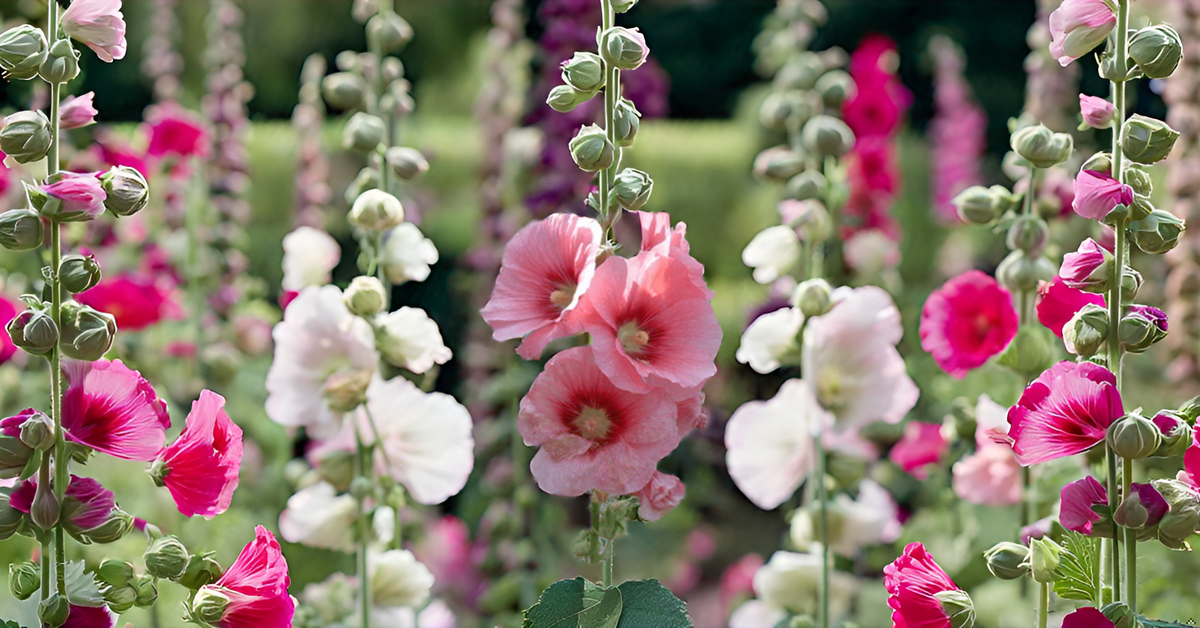Hollyhock Flower Seeds – Mixed Color Blooms for Your Home Garden, Terrace & Balcony SRI SAI FORESTRY