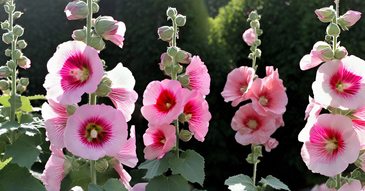 Hollyhock Flower Seeds – Mixed Color Blooms for Your Home Garden, Terrace & Balcony SRI SAI FORESTRY