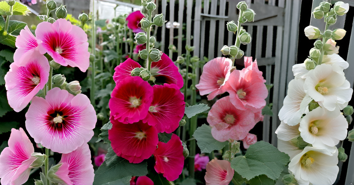 Hollyhock Flower Seeds – Mixed Color Blooms for Your Home Garden, Terrace & Balcony SRI SAI FORESTRY