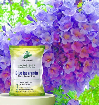 Blue Jacaranda (Jacaranda Mimosifolia) Tree Seeds – Elegant Avenue and Live Fencing Flowering Tree SRI SAI FORESTRY