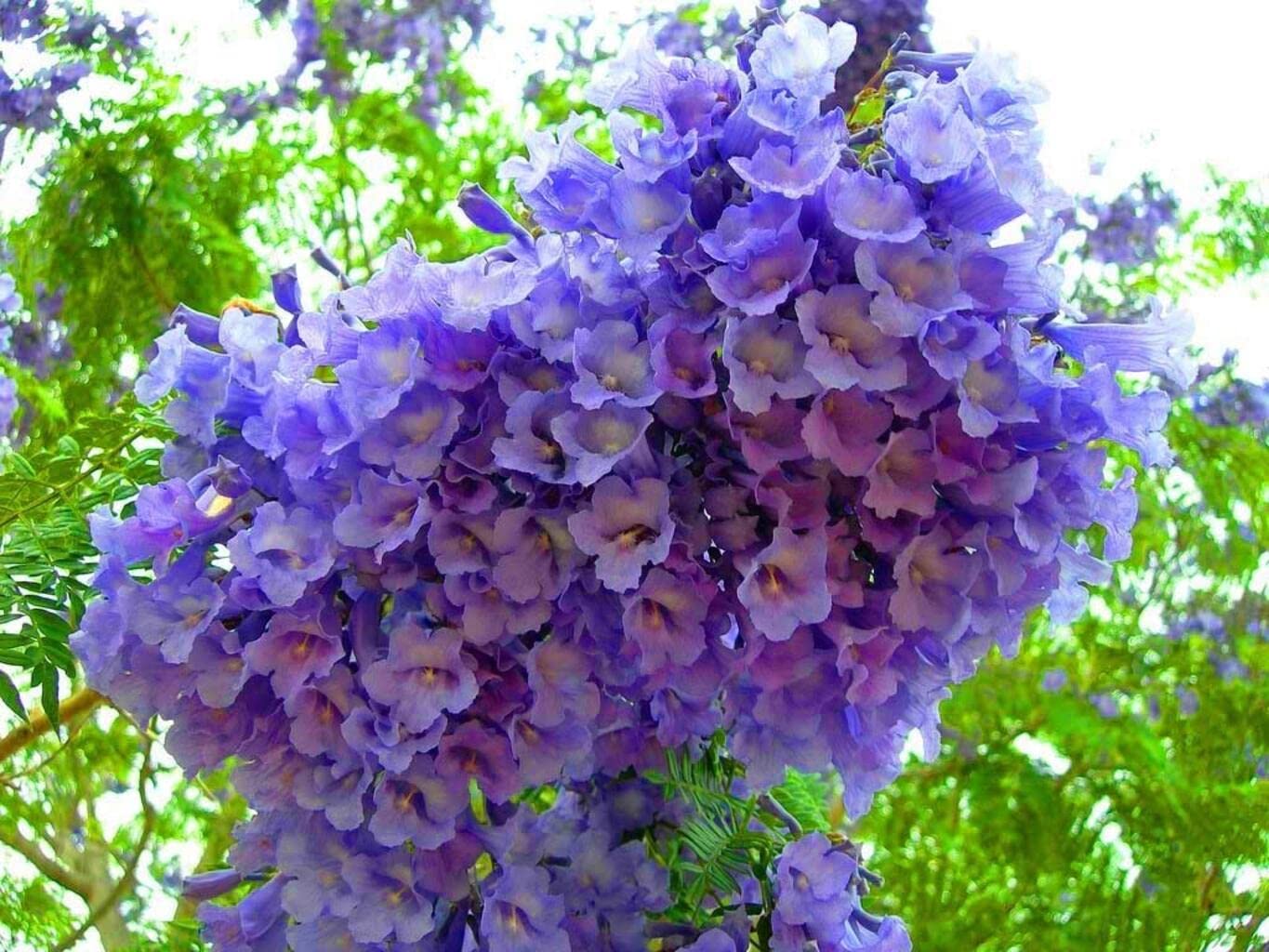 Blue Jacaranda (Jacaranda Mimosifolia) Tree Seeds – Elegant Avenue and Live Fencing Flowering Tree SRI SAI FORESTRY