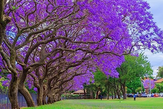 Blue Jacaranda (Jacaranda Mimosifolia) Tree Seeds – Elegant Avenue and Live Fencing Flowering Tree SRI SAI FORESTRY