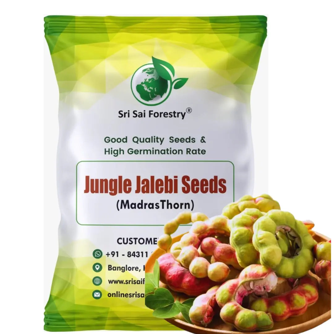 Jungle Jalebi Fruit Seeds (Manila Tamarind, Madras Thorn) SRI SAI FORESTRY