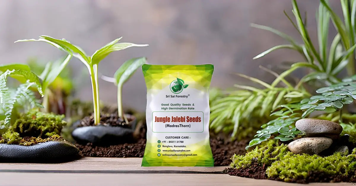 Jungle Jalebi Fruit Seeds (Manila Tamarind, Madras Thorn) SRI SAI FORESTRY