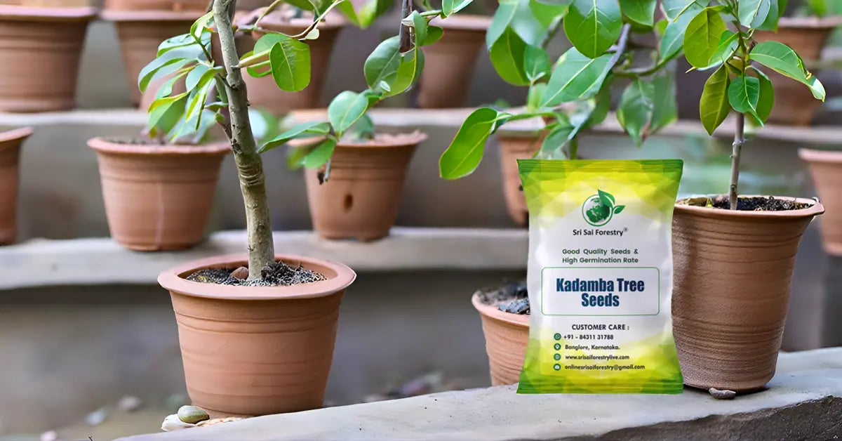 Kadamba Tree Seeds | Satabisha Nakshatra Seed SRI SAI FORESTRY