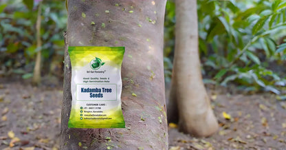 Kadamba Tree Seeds | Satabisha Nakshatra Seed SRI SAI FORESTRY