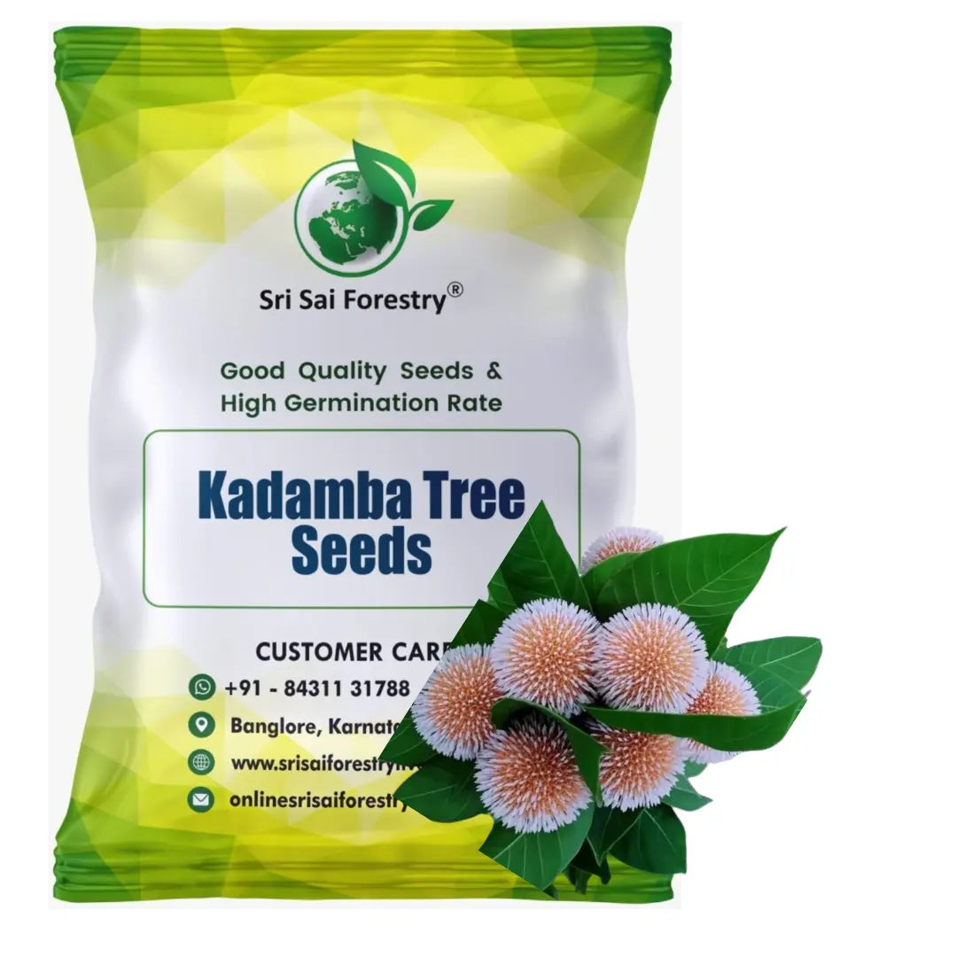 Kadamba Tree Seeds | Satabisha Nakshatra Seed SRI SAI FORESTRY