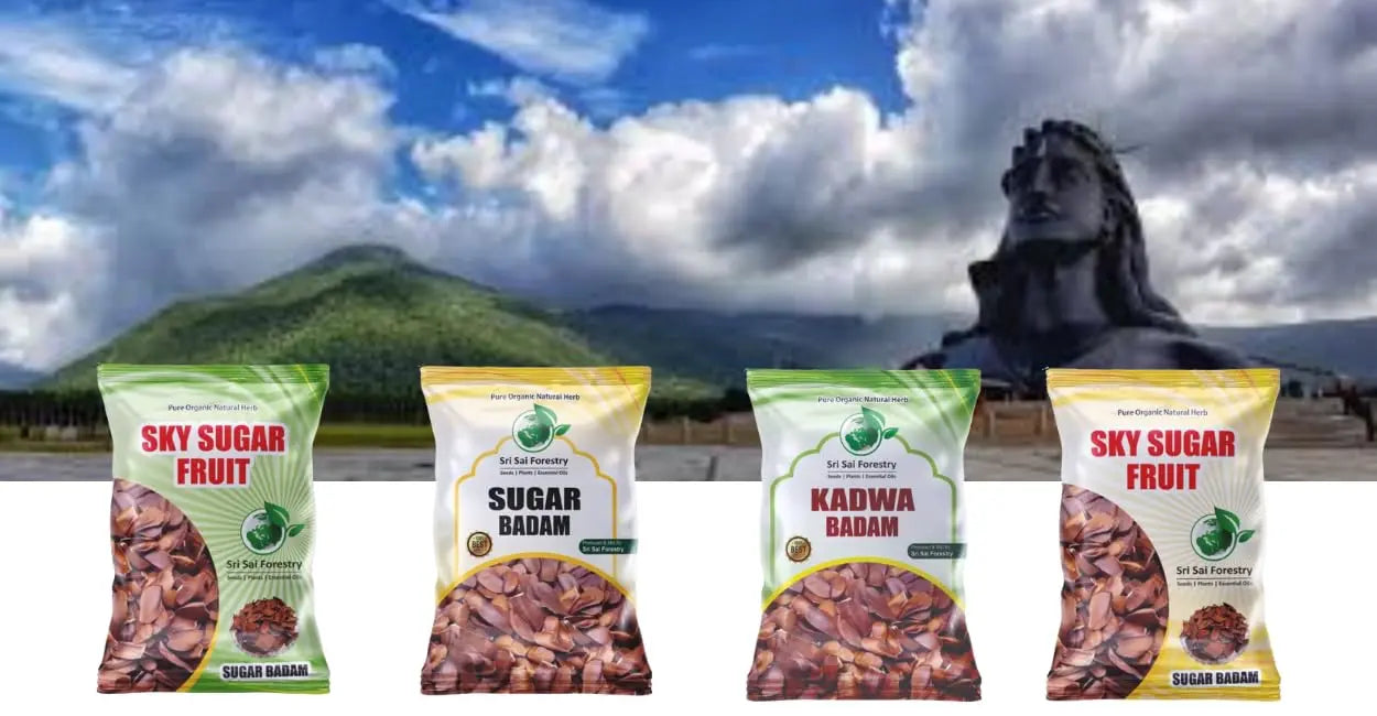 Kadwa Badam Seeds - Sky Fruit Seed - Unpeeled SRI SAI FORESTRY