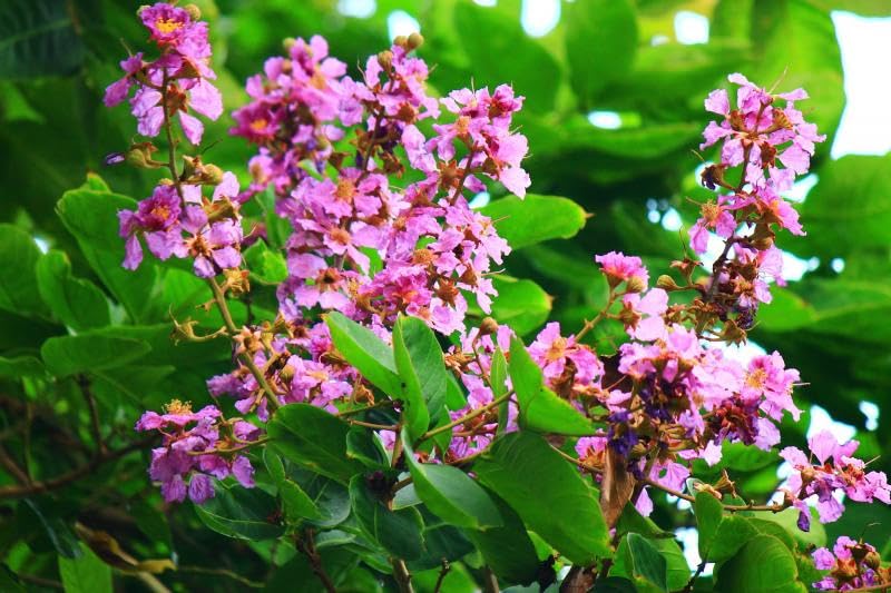 Lagerstroemia Speciosa (Pride of India) Tree Seeds – Vibrant Flowering Beauty for Landscaping SRI SAI FORESTRY