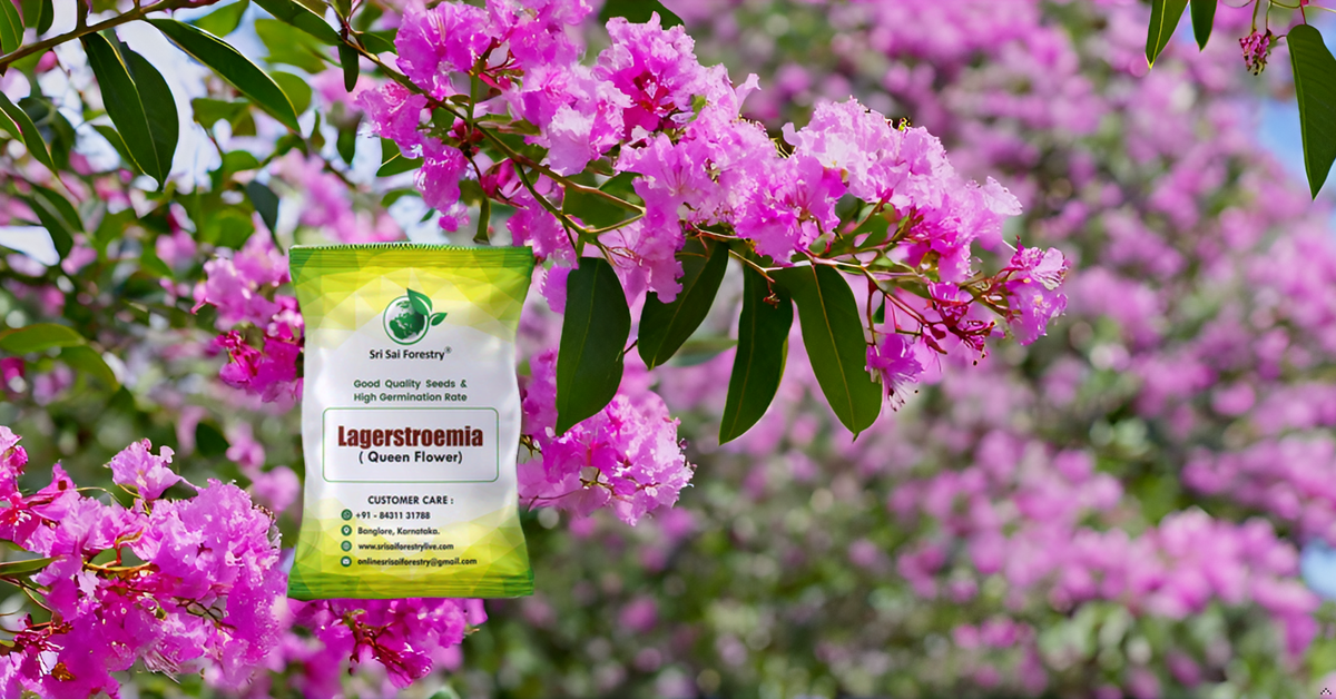 Lagerstroemia Speciosa (Pride of India) Tree Seeds – Vibrant Flowering Beauty for Landscaping SRI SAI FORESTRY