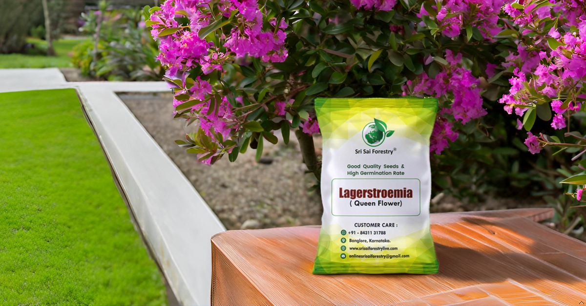 Lagerstroemia Speciosa (Pride of India) Tree Seeds – Vibrant Flowering Beauty for Landscaping SRI SAI FORESTRY