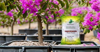 Lagerstroemia Speciosa (Pride of India) Tree Seeds – Vibrant Flowering Beauty for Landscaping SRI SAI FORESTRY