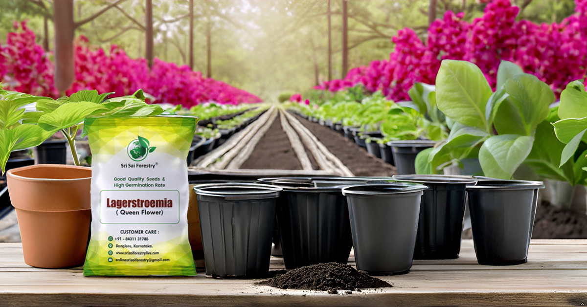 Lagerstroemia Speciosa (Pride of India) Tree Seeds – Vibrant Flowering Beauty for Landscaping SRI SAI FORESTRY