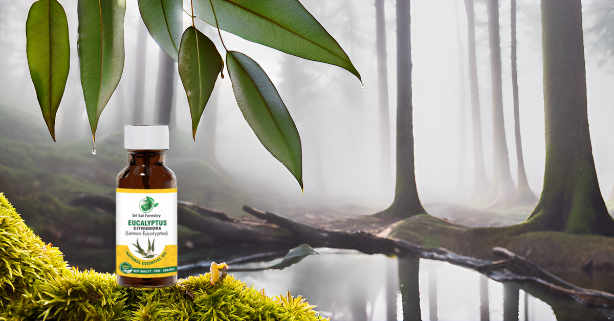 Eucalyptus Citriodora Oil – Refreshing Lemon Scent for Aromatherapy (Lemon Eucalyptus) SRI SAI FORESTRY