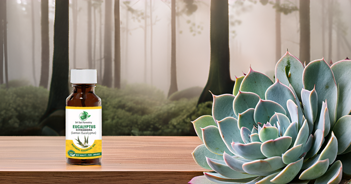 Eucalyptus Citriodora Oil – Refreshing Lemon Scent for Aromatherapy (Lemon Eucalyptus) SRI SAI FORESTRY