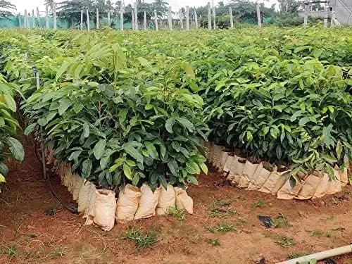 Mahogany tree seeds Swietenia macrophylla Tree Seeds for growing Swietenia Plant Seeds SRI SAI FORESTRY