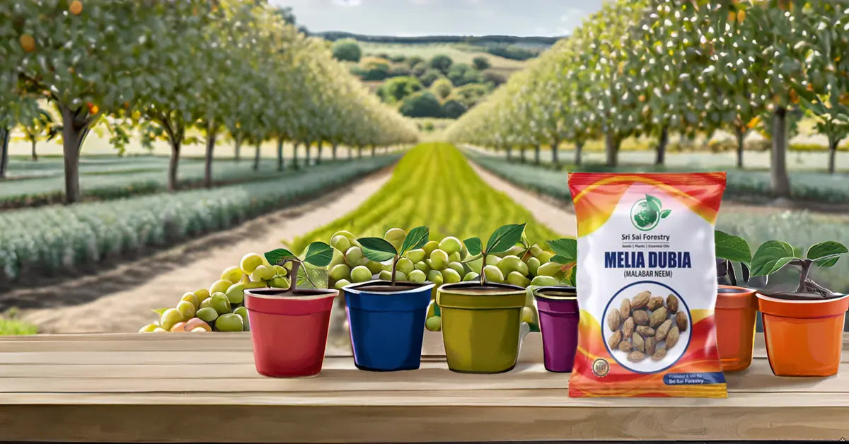 Melia Dubia Seeds ( Malabar Neem, Hebbevu) Fast Growing Plywood Timber Tree Seeds SRI SAI FORESTRY