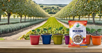 Melia Dubia Seeds ( Malabar Neem, Hebbevu) Fast Growing Plywood Timber Tree Seeds SRI SAI FORESTRY