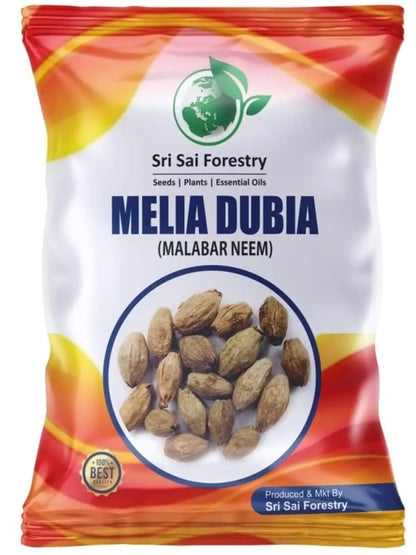 Melia Dubia Seeds ( Malabar Neem, Hebbevu) Fast Growing Plywood Timber Tree Seeds SRI SAI FORESTRY