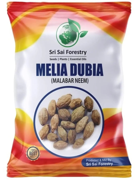 Melia Dubia Seeds ( Malabar Neem, Hebbevu) Fast Growing Plywood Timber Tree Seeds SRI SAI FORESTRY
