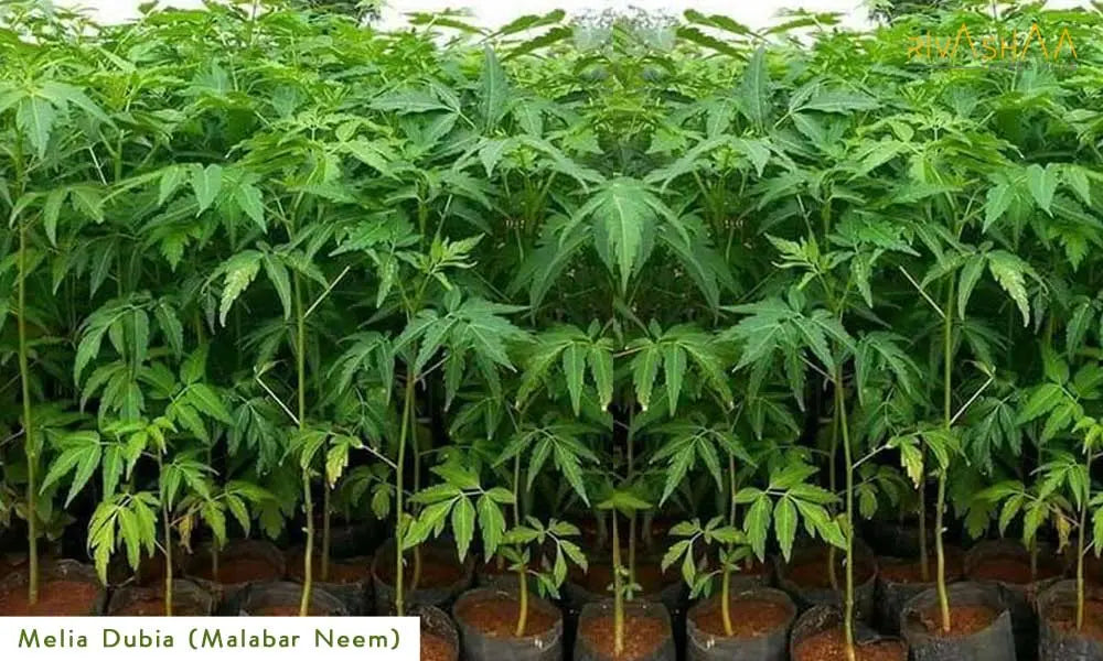 Melia Dubia Seeds ( Malabar Neem, Hebbevu) Fast Growing Plywood Timber Tree Seeds SRI SAI FORESTRY