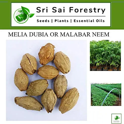 Melia Dubia Seeds ( Malabar Neem, Hebbevu) Fast Growing Plywood Timber Tree Seeds SRI SAI FORESTRY