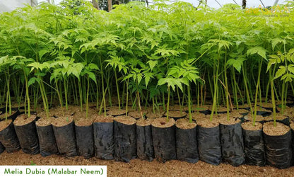Melia Dubia Seeds ( Malabar Neem, Hebbevu) Fast Growing Plywood Timber Tree Seeds SRI SAI FORESTRY