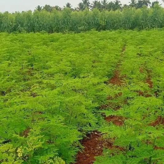 Moringa Seeds PKM for Agriculture Lands SRI SAI FORESTRY