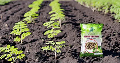 Moringa Seeds PKM for Agriculture Lands SRI SAI FORESTRY