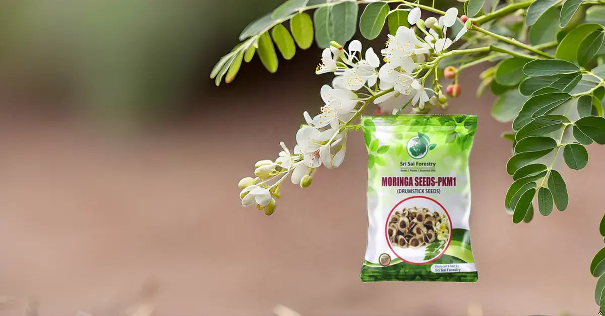 Moringa Seeds PKM for Agriculture Lands SRI SAI FORESTRY