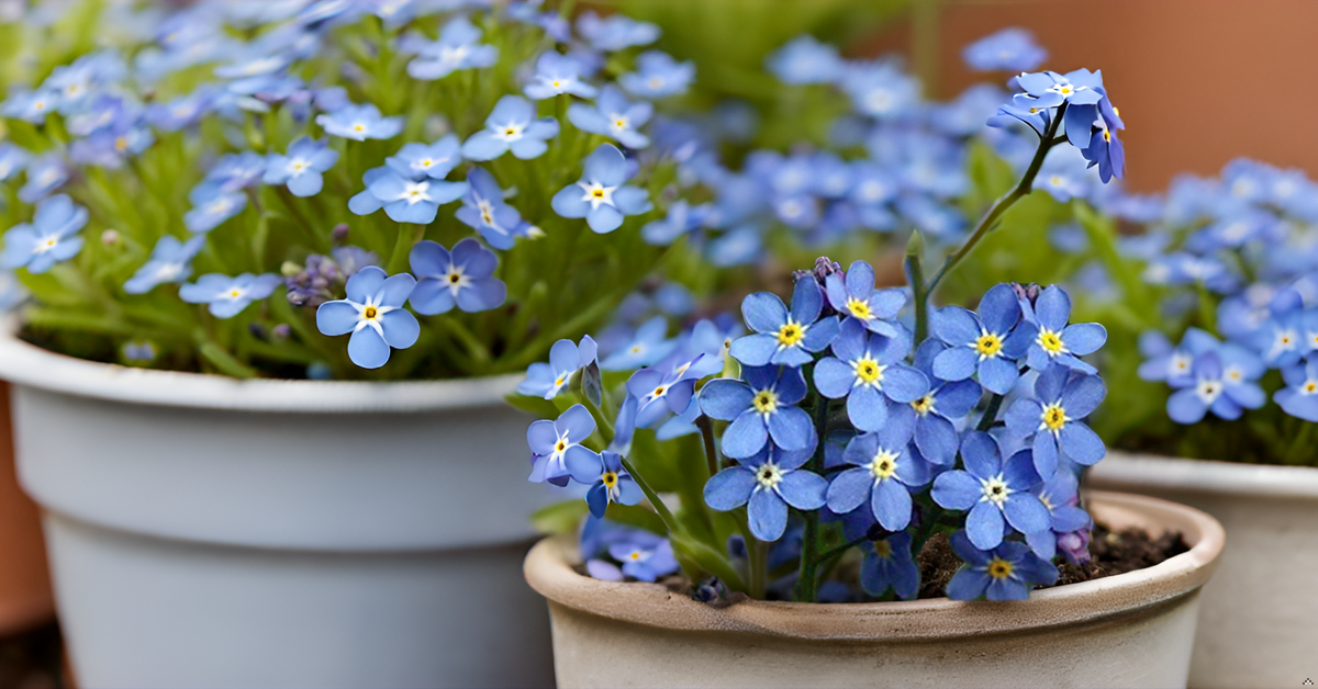 Forget-Me-Not Blue Seeds – Gorgeous Myosotis Sylvatica Flowers for Home & Garden SRI SAI FORESTRY