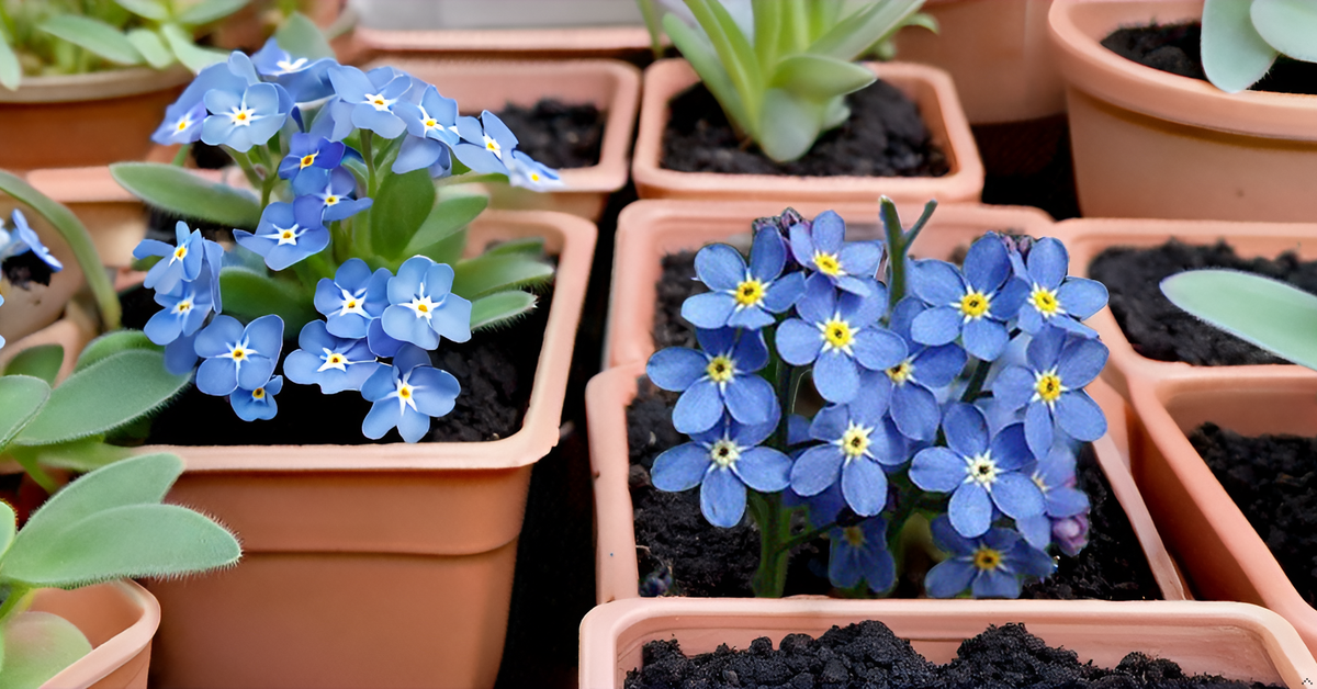 Forget-Me-Not Blue Seeds – Gorgeous Myosotis Sylvatica Flowers for Home & Garden SRI SAI FORESTRY