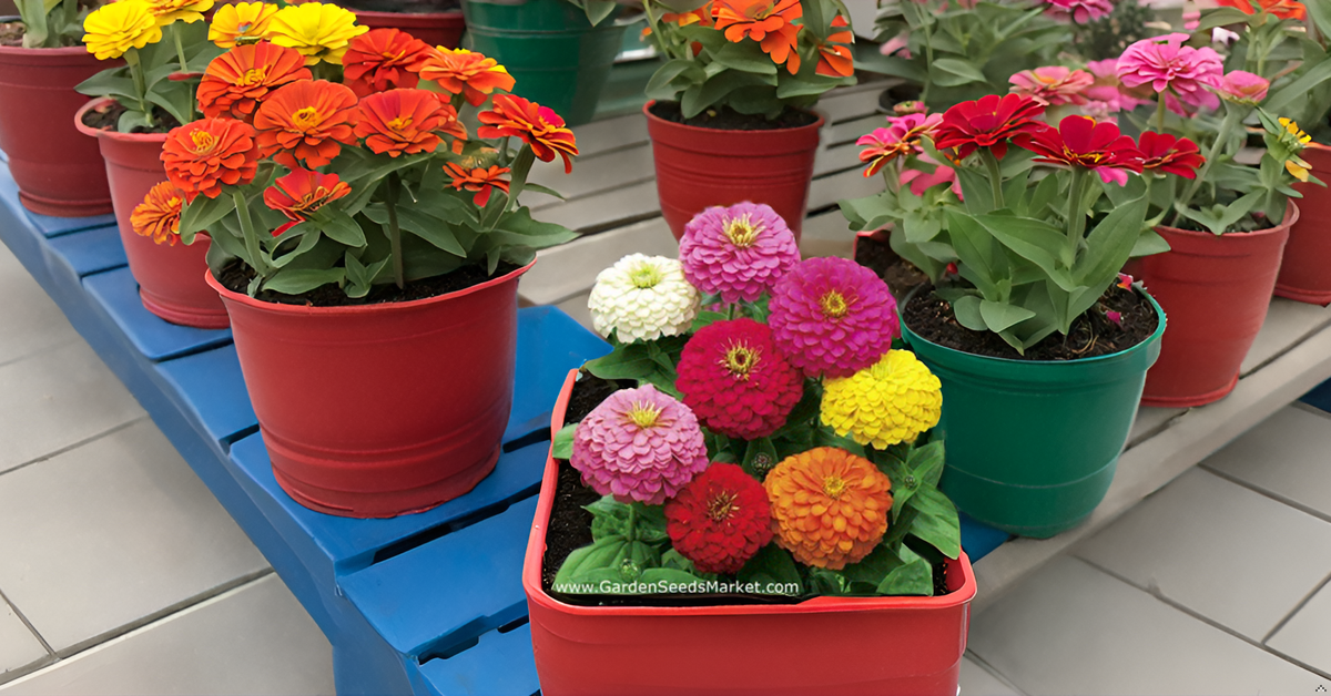 Zinnia Mixed Hybrid Seeds – Vibrant, Long-Lasting Blooms for Garden, Balcony & Containers SRI SAI FORESTRY