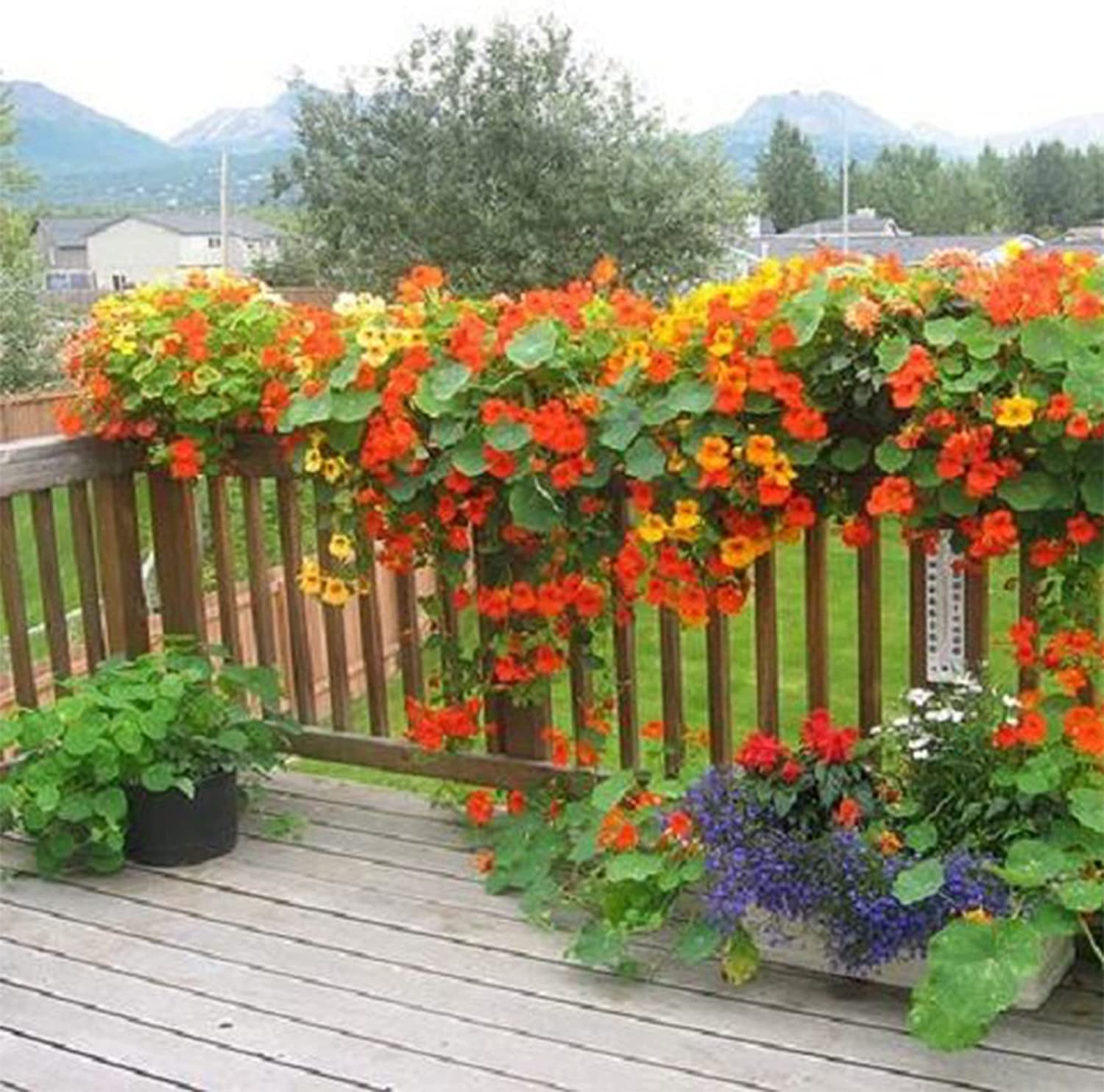 Nasturtium Mixed Color Climbing Flower Seeds, Jewel of Africa SRI SAI FORESTRY